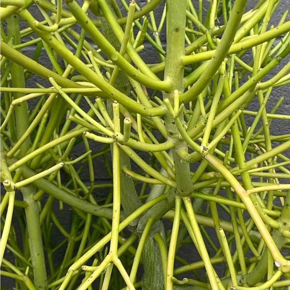 Vibrant Green Pencil Cactus Plant